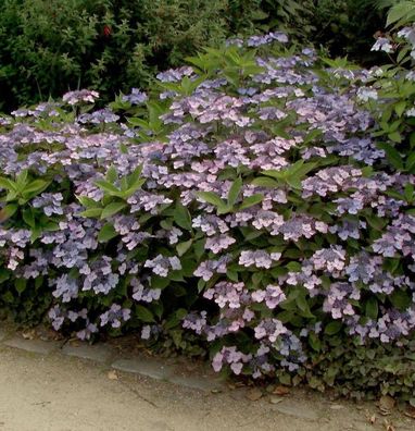 Teller Hortensie Koreana 60-80cm - Hydrangea serrata