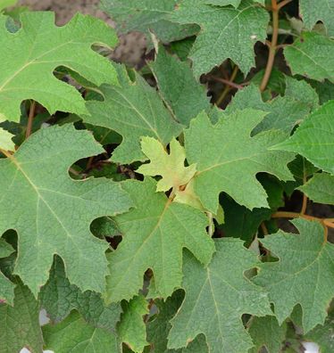 Eichenblättrige Hortensie Peewee 40-60cm - Hydrangea quercifolia