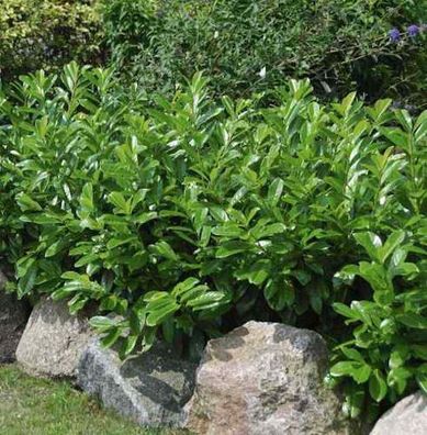 Kirschlorbeer Diana 100-125cm - Prunus laurocerasus
