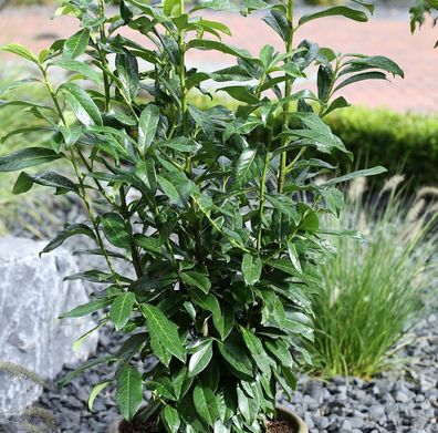 Kirschlorbeer Antonius® 40-60cm - Prunus laurocerasus