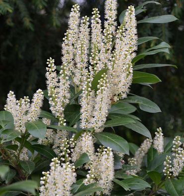 Lorbeerkirsche Van Nes 40-60cm - Prunus laurocerasus