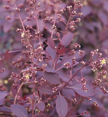 Perückenstrauch Royal Purple 125-150cm - Cotinus coggygria