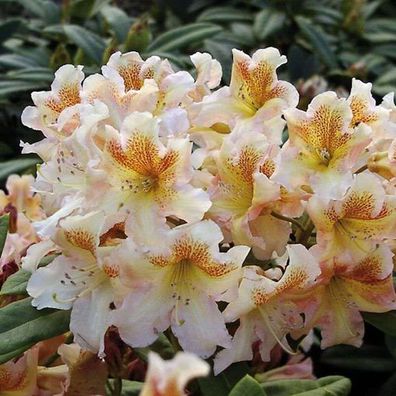 Großblumige Rhododendron Bernstein 30-40cm - Alpenrose