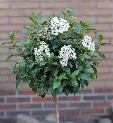 Hochstamm Mittelmeer Schneeball 60-80cm - Viburnum tinus