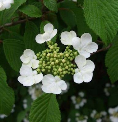 Pyramiden Schneeball Kilimanjaro® 100-125cm - Viburnum plicatum