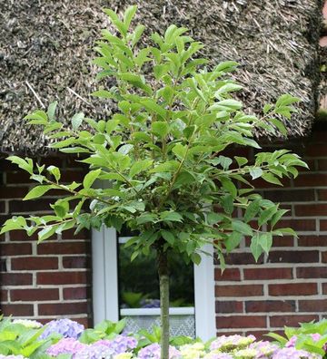 Hochstamm Korkflügelstrauch 100-125cm - Euonymus phellomanus