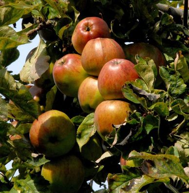 Apfelbaum Geheimrat Oldenburg 60-80cm - saftig und knackig