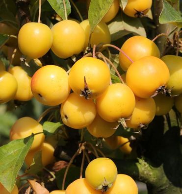 Hochstamm Zierapfel Golden Hornet 100-125cm - Malus Hybride