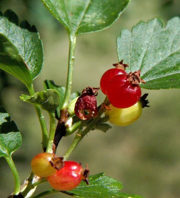 Alpen Johannisbeere 125-150cm - Ribes alpinum