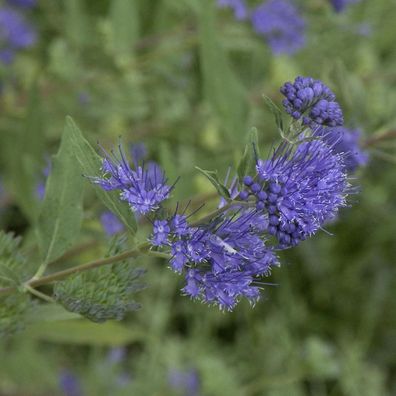 Bartblume Beyond Midnight® 20-30cm - Caryopteris clandonensis