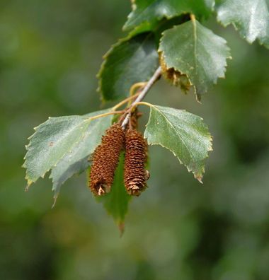 Moorbirke 125-150cm - Betula pubescens