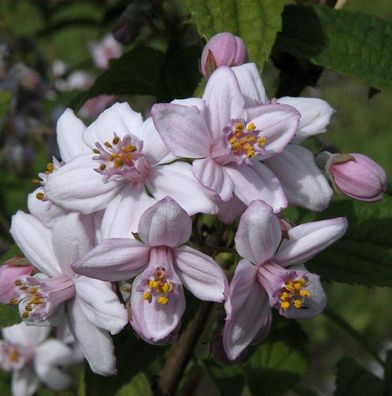 Rosendeutzie 125-150cm - Deutzia hybrida