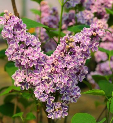 Hochstamm Edelflieder Sensation 100-125cm - Syringa vulgaris