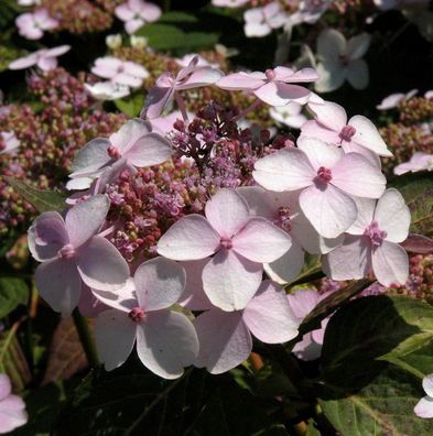 Teller Hortensie Grayswood 30-40cm - Hydrangea serrata