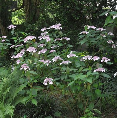 Teller Hortensie Omacha 30-40cm - Hydrangea serrata