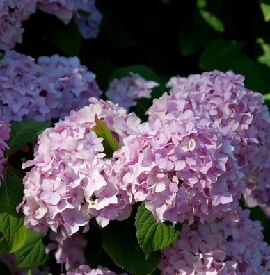 Teller Hortensie Preziosa 60-80cm - Hydrangea serrata