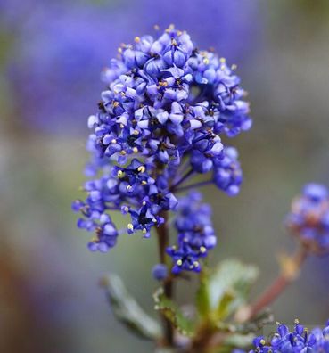 Säckelblume Blue Sapphire 40-50cm - Ceanothus impressus