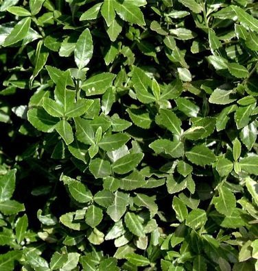 Kriechspindel radicans 20-30cm - Euonymus fortunei