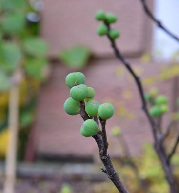 Feigenbaum Morena® 40-50cm - Ficus carica