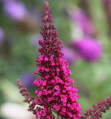 Schmetterlingsstrauch Buzz Hot Raspberry 30-40cm - Buddleja