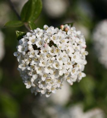 Hochstamm Schneeball Schroeders Nadine 60-80cm - Viburnum plicatum