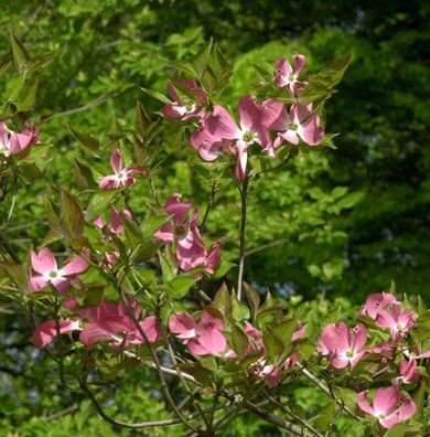 Amerikanischer Blumen Hartriegel Cherokee Brave 100-125cm - Cornus florida