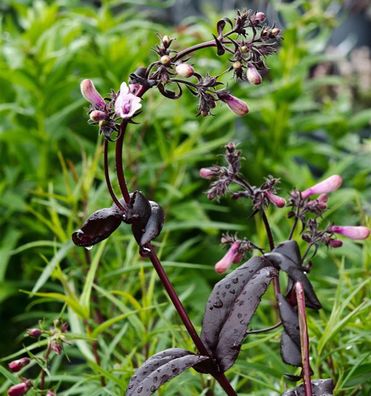 Bartfaden Dark Towers - Penstemon digitalis