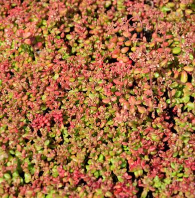 Mauerpfeffer Coral Reef - Sedum tetractinum