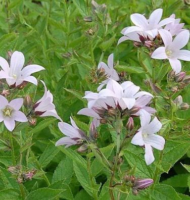 Doldenglockenblume Loddon Anna - Campanula lactiflora