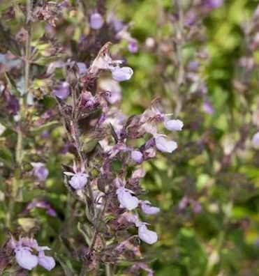 Kaukasus Gamander Paradise Delight - Teucrium hyranicum