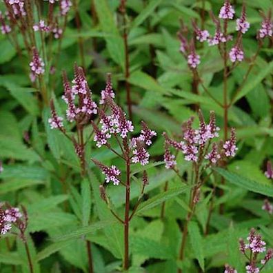 Eisenkraut Pink Spires - Verbena hastata