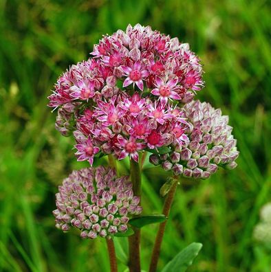 Große Fetthenne Seduction Green Pink - Sedum telephium