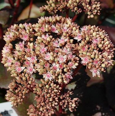 Große Fetthenne Matrona - Sedum maximum