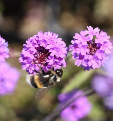 Steifes Eisenkraut - Verbena rigida