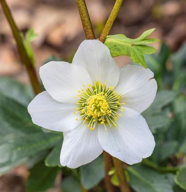 Christrose Lenzrose White Lady - Helleborus orientalis