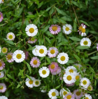 Spanisches Gänseblümchen - Erigeron karvinskianus