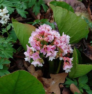 Bergenie Baby Doll - Bergenia cordifolia