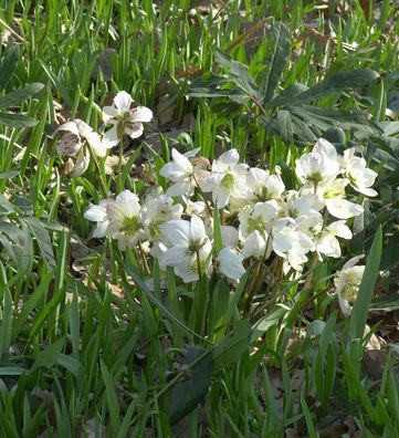 weiße Christrose - Helleborus niger