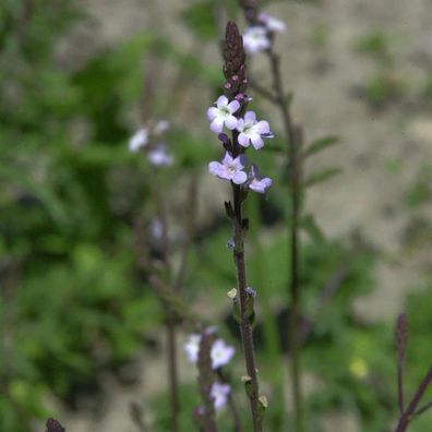 Echtes Eisenkraut - Verbena officinalis