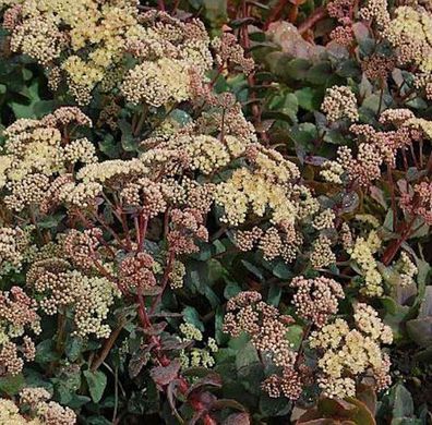 Große Fetthenne Hab Grey - Sedum telephium