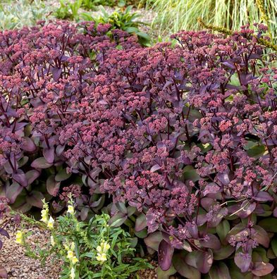 Große Fetthenne Seduction Cherry Chocolate - Sedum telephium