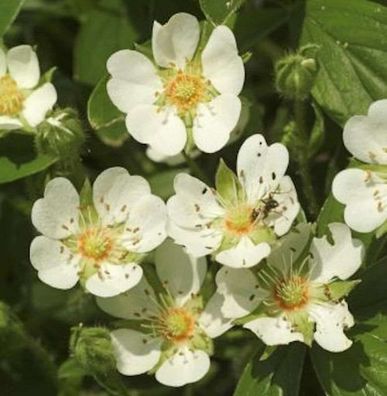 Teppich Fingerkraut Nuuk - großer Topf - Potentilla tridentata