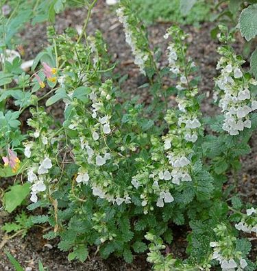 Immergrüner Gamander Alba - Teucrium lucidrys