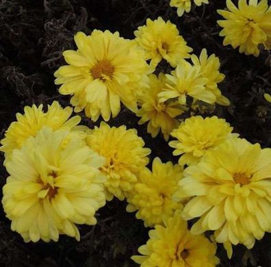 Winteraster Juno - Chrysanthemum hortorum