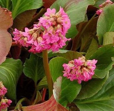 Bergenie David - Bergenia cordifolia