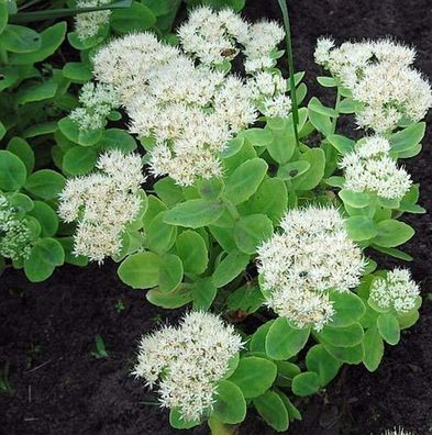 Prächtige Fetthenne Stardust - Sedum spectabile