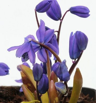 Sibirischer Blaustern Spring Beauty - Scilla siberica Spring Beauty