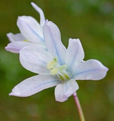 Sibirischer Blaustern Alba - Scilla siberica