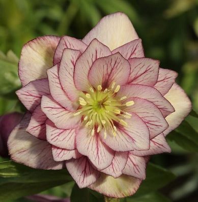 Christrose Lenzrose Double Ellen Picotee - Helleborus orientalis