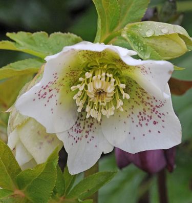 Christrose Lenzrose White Spotted - Helleborus orientalis